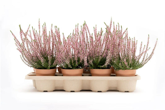 Mester Grønn, Norway's Largest Florist, Introduces Moulded Pulp Trays for Sustainable Plant Transport