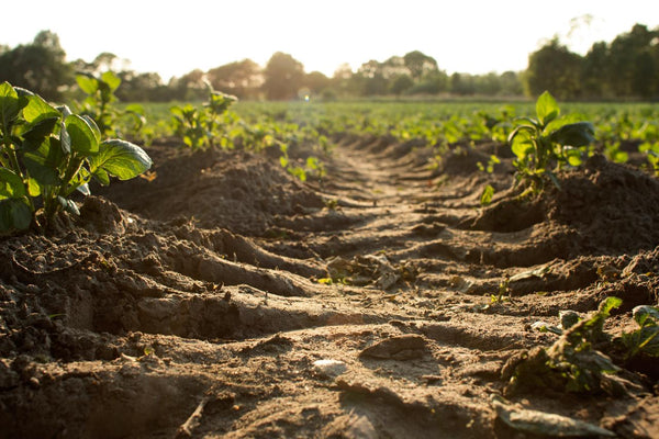 How Plants and Microorganisms Can Clean up the Mess We Make