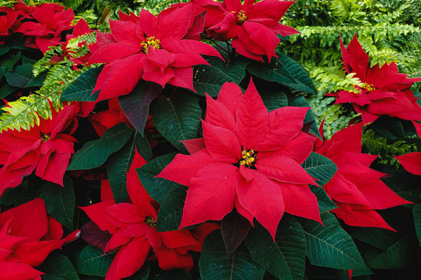 How to Protect Plants in Your Holiday Decorations